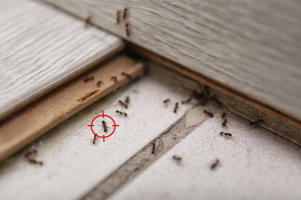 Best Pest Control Near Me in The Hideout, PA