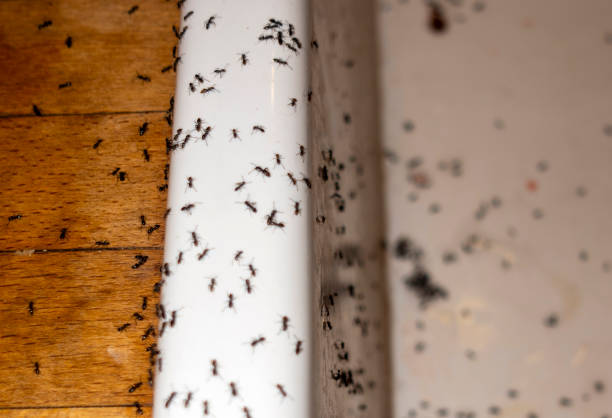 Best Pest Prevention Services  in The Hideout, PA